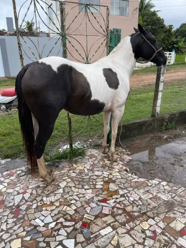Égua Pent horse