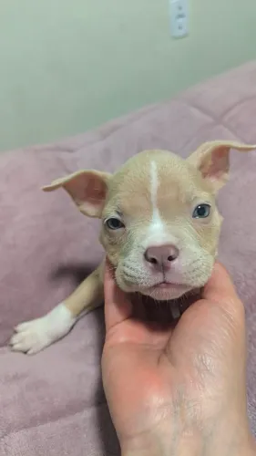 Filhote de American bully 45 dias 