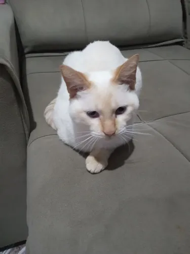 Gato macho tem 8 mês doação.