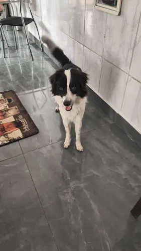 Cachorro de raça