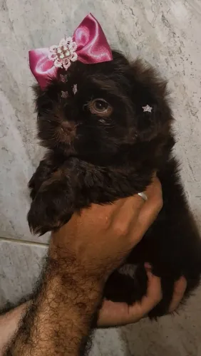 Shihtzu micro fêmea chocolate sólido olhos verdes