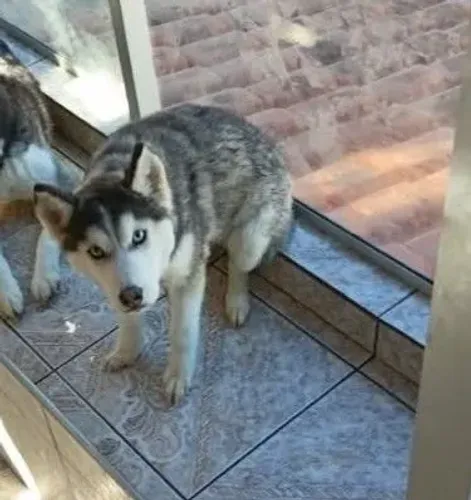Cachorro