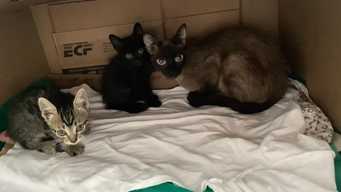 Doa-se Gatinhos