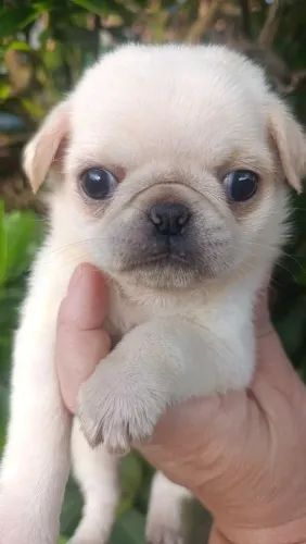 Pug