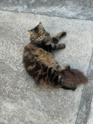 Gata persa show