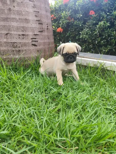 Pug fil. Fêmea disponível pra entrega condições especiais
