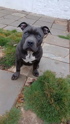 AMERICAN BULLY FÊMEA
