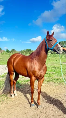 Égua Quarto De Milha PO de esteira 