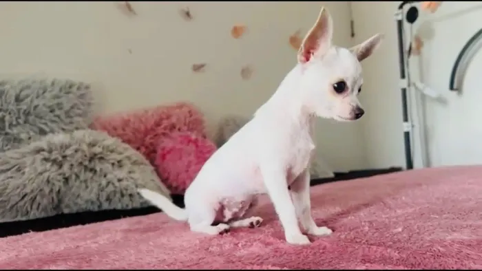 Chihuahua Mini fêmea