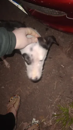 Adoção Filhote Misto (Border Collie e SRD)