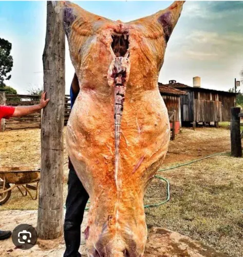 Carne bovina