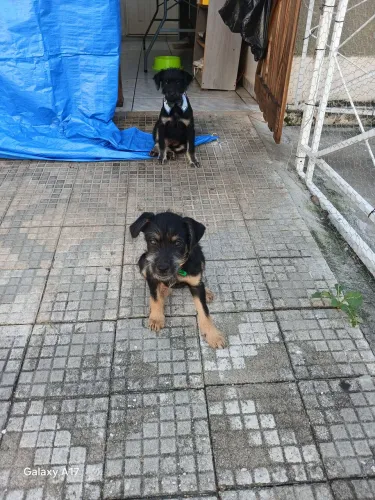 Filhote de Cachorro Porte Pequeno