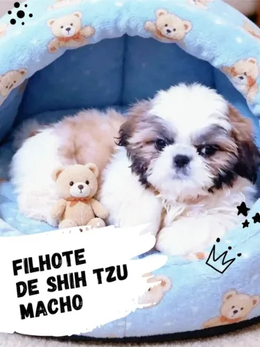 *Promoção* Filhote de Shih tzu macho tricolor, parcelamos.