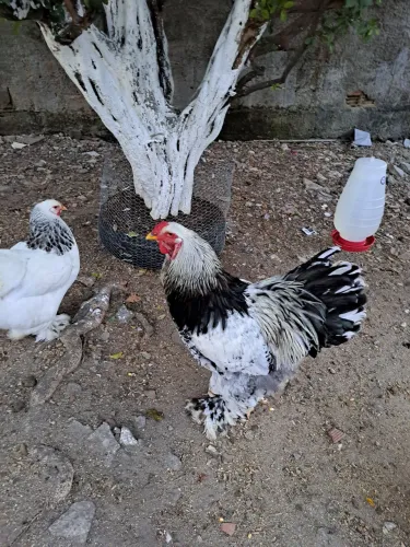 Vendo um galo brahma