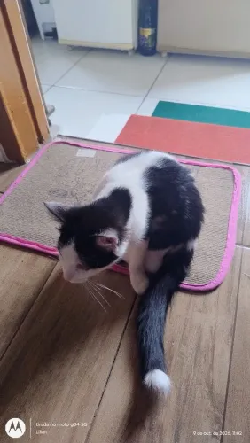 Doação de gatinha 
