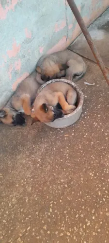 Filhotes de pastor malinos