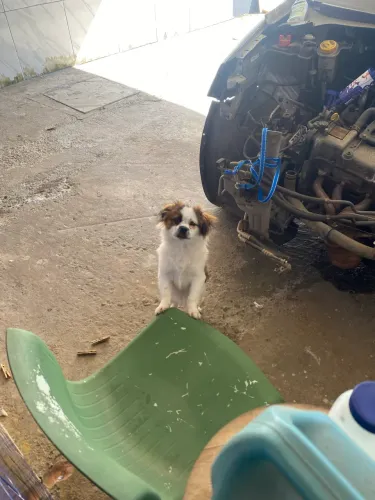 Doa-se filhote de cachorro