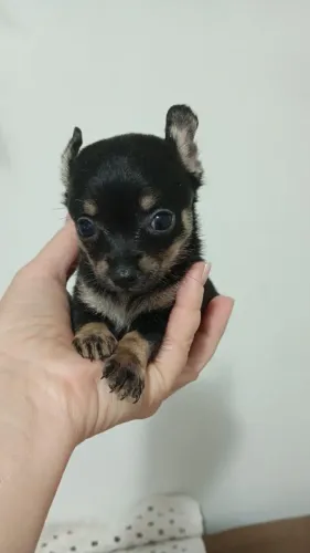 Pincher macho zero 