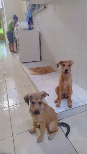 Filhote de cachorro 