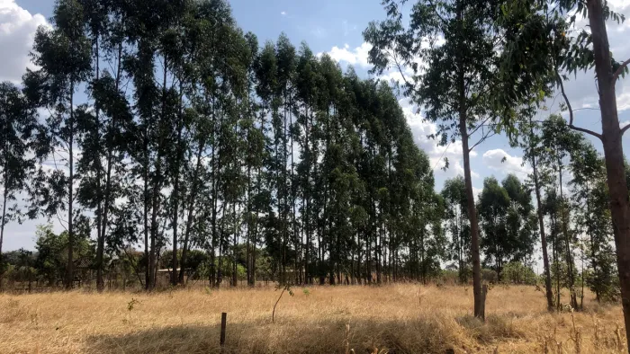 "Vendo Eucalipto em Pé na Ponte Alta Sul - Retirada por conta do comprador