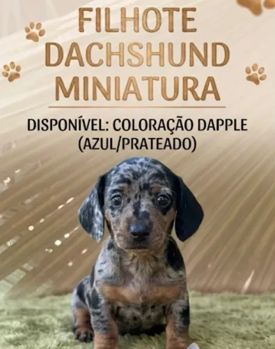 Título para anúncio ? FILHOTES SALSICHA MINIATURA | LINDOS E DISPONÍVEIS ?