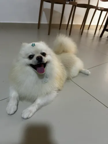 Spitz Alemão / Lulu da pomerânia / Procura namorada