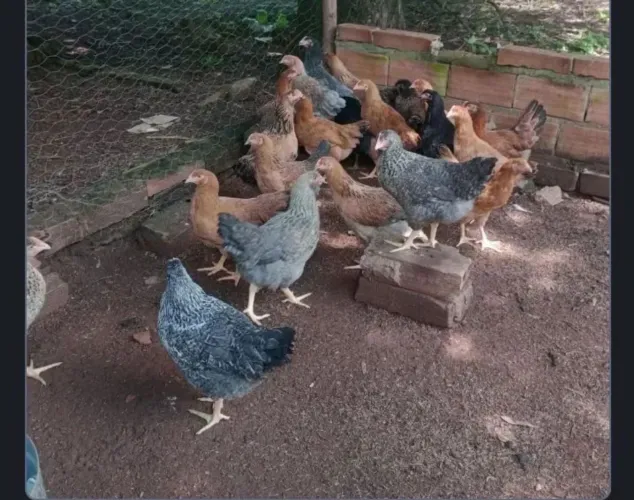 Frangas poedeiras