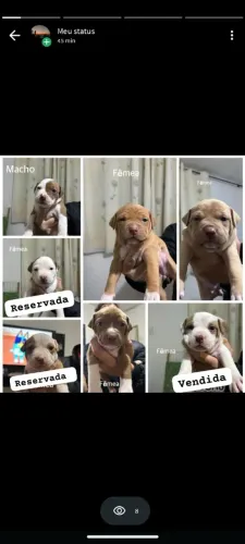Filhotes Pit Bull - APBT (ORIGINAL)
