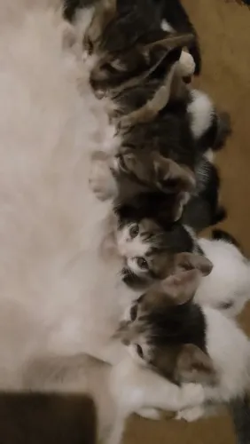 Doação de gatinhos disponíveis em Palmas TO
