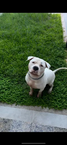 Doação cachorro American bully