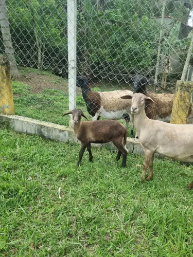 Carneiros santa Inês ( bem criados,ótima genética)