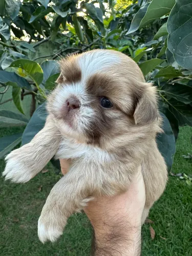 Filhotes shih tzu machos 
