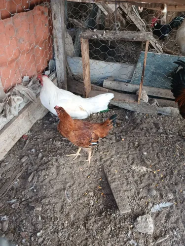 Ótima qualidade