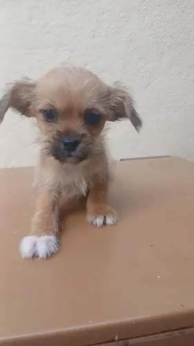 Cachorro filhote 