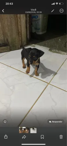 Cachorro pinscher 