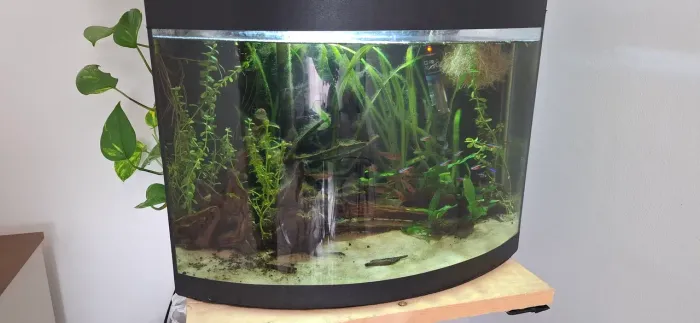 Aquario 40 LITROS + SUBSTRATO + TERMOSTATO + 10 TETRA NEON + 12 MATO GROSSO+ TRONCOS+ Lumi