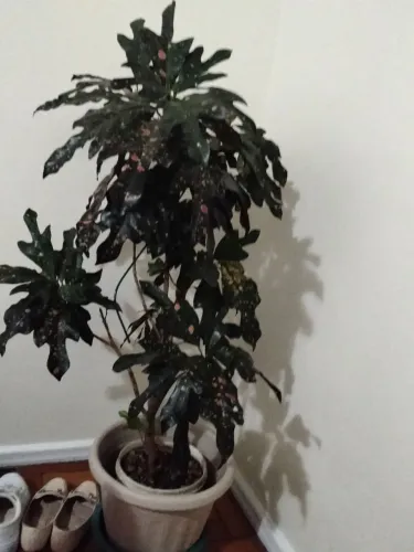 Planta Natural 