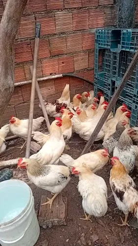 Galos brancos e caipiras