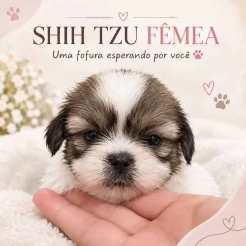 Filhote de Shitzu fêmea 