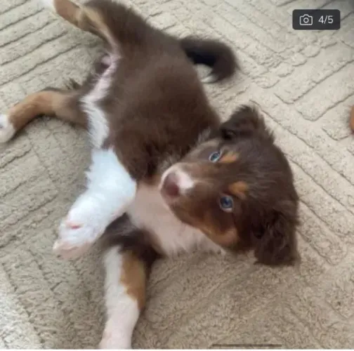 Boder collie