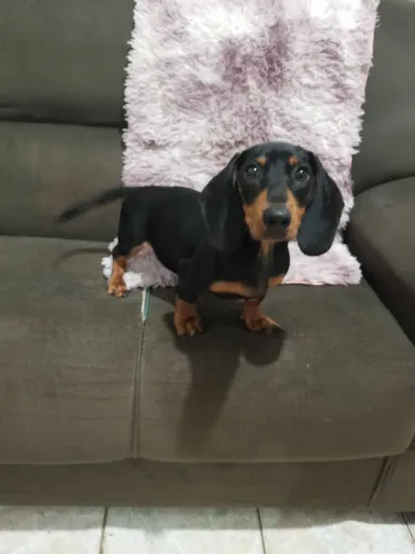 Dachshund ( salsichinha) MACHO a venda 