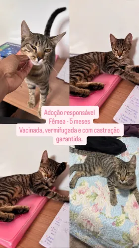 Adoção responsável