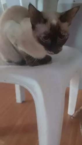 Tô doando uma gata fêmea siamês