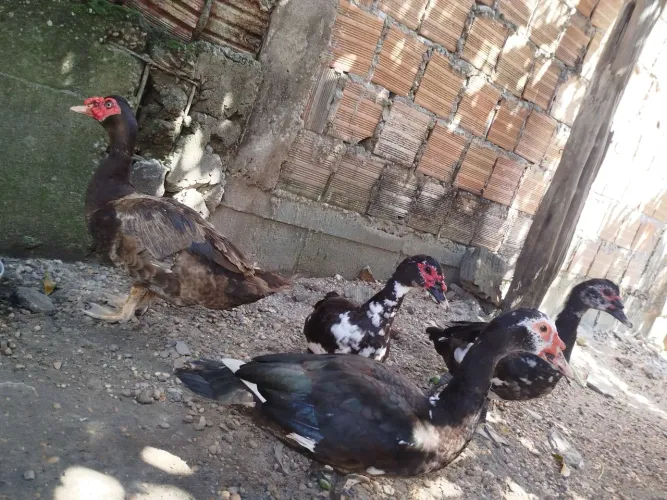 Vendo patos