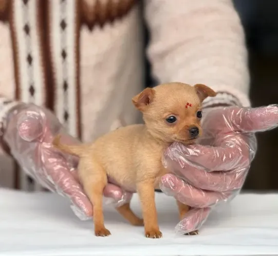Lindos filhotes de Pinscher com vacina V10 aplicada e garantia de saúde comprovada