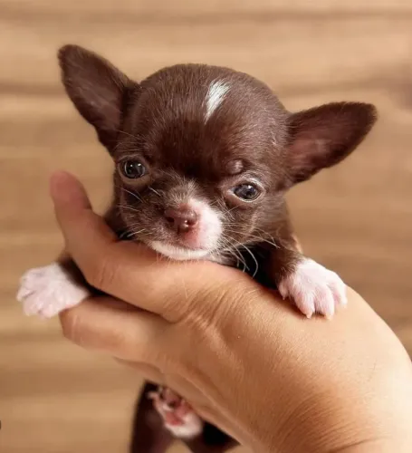 Chihuahua Pêlo Curto Macho - Lindo Chocolate