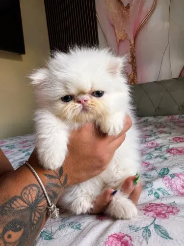 Gato persa macho 