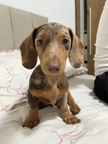 Filhote Dachshund (Alerquin Chocolate)