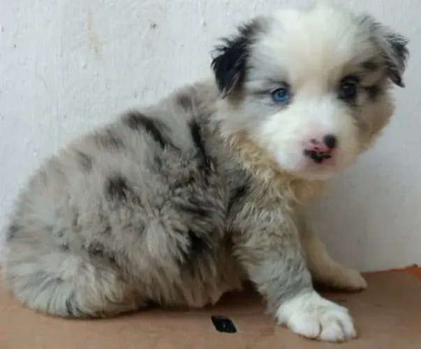 ? Seu Border Collie Está Esperando por Você | Confira a Disponibilidade