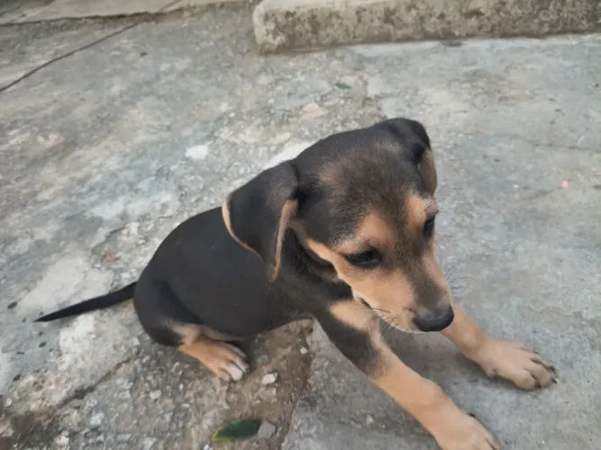 Doação- cachorros 